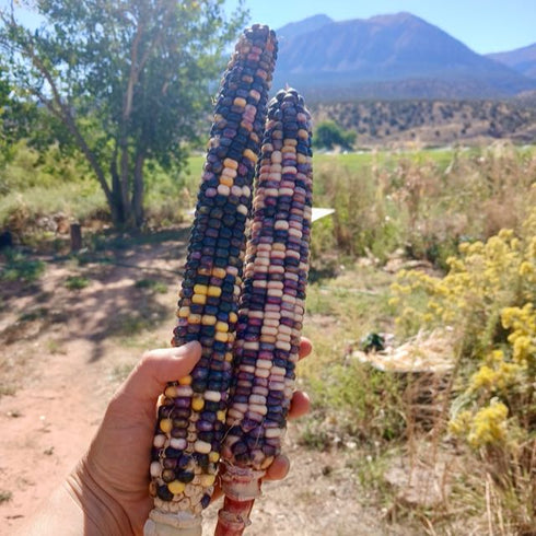 SLIME Corn! << Self-Fertilizing Nitrogen Fixing Trait >>